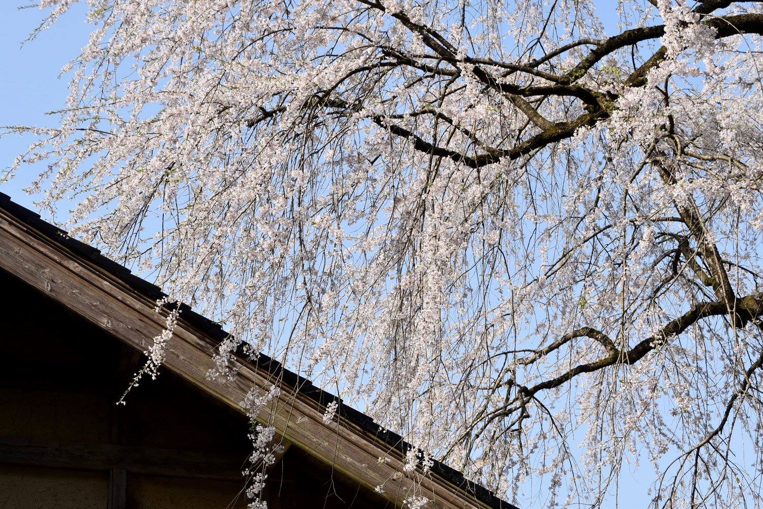 sakura chieko50606_o