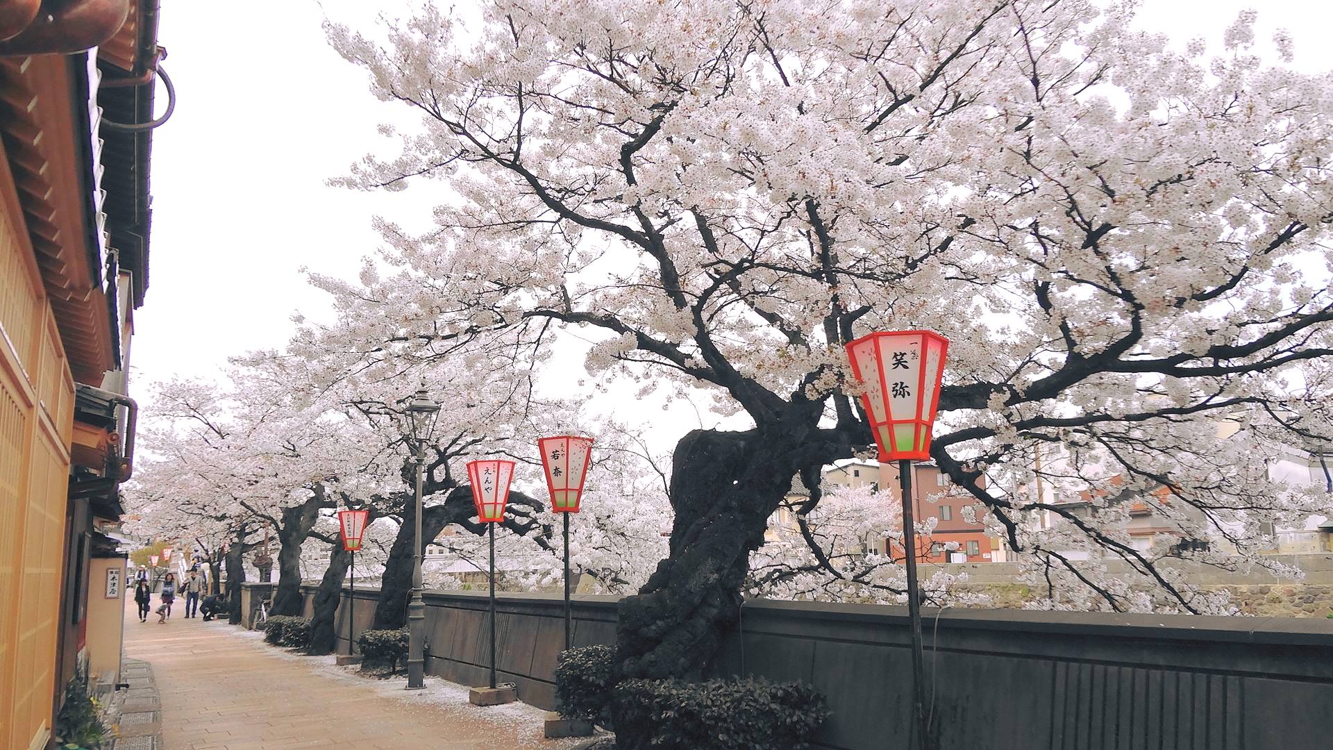Sakura em Kanazawa